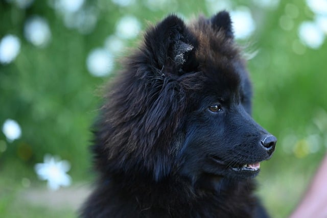 Free download young eurasier vlou nature animal free picture to be edited with GIMP free online image editor