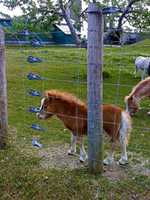 Free download Young Foal free photo or picture to be edited with GIMP online image editor