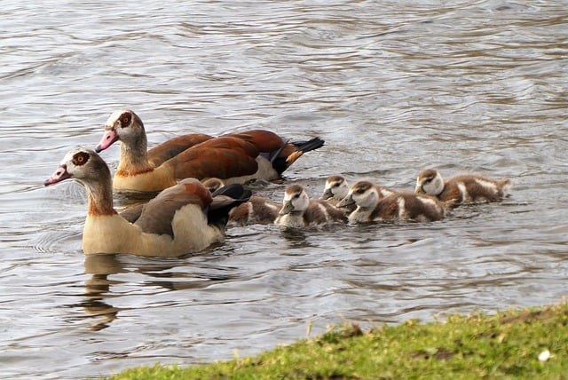 Free download young geese goslings egyptian goose free picture to be edited with GIMP free online image editor