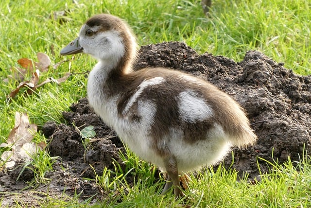 Free download young goose gosling egyptian goose free picture to be edited with GIMP free online image editor