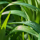 Young Grass Leaves  screen for extension Chrome web store in OffiDocs Chromium