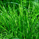 Young grass whispers  screen for extension Chrome web store in OffiDocs Chromium