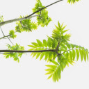 young green branches  screen for extension Chrome web store in OffiDocs Chromium