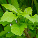 Young green leaves  screen for extension Chrome web store in OffiDocs Chromium