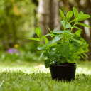 Young Green Mint  screen for extension Chrome web store in OffiDocs Chromium