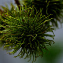 Young green rambutan fruit  screen for extension Chrome web store in OffiDocs Chromium