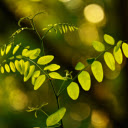 Young green tree  screen for extension Chrome web store in OffiDocs Chromium