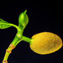 Young jackfruit sprouts  screen for extension Chrome web store in OffiDocs Chromium