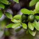 Young kumquats  screen for extension Chrome web store in OffiDocs Chromium