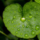 Young leaf and water drop  screen for extension Chrome web store in OffiDocs Chromium