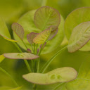 Young leaf sprouts  screen for extension Chrome web store in OffiDocs Chromium