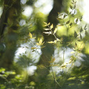 Young Leaves in the Sun  screen for extension Chrome web store in OffiDocs Chromium