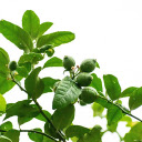 Young lemons  screen for extension Chrome web store in OffiDocs Chromium