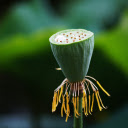 Young lotus  screen for extension Chrome web store in OffiDocs Chromium