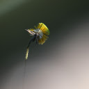 Young lotus stem  screen for extension Chrome web store in OffiDocs Chromium