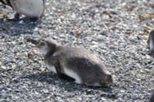 Free download Young Magellanic penguin free photo or picture to be edited with GIMP online image editor