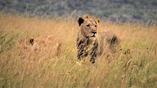 Free download young male lion lioness stalking free picture to be edited with GIMP free online image editor