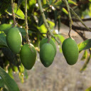 Young mango bunches  screen for extension Chrome web store in OffiDocs Chromium Young mango bunches  screen for extension Chrome web store in OffiDocs Chromium