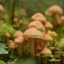 young mushroom  screen for extension Chrome web store in OffiDocs Chromium