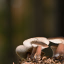 young mushroom bush  screen for extension Chrome web store in OffiDocs Chromium