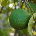 Young orange fruit  screen for extension Chrome web store in OffiDocs Chromium