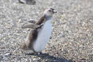 Free download Young penguin on Martillo Island free photo or picture to be edited with GIMP online image editor