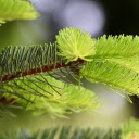 Young pine branches  screen for extension Chrome web store in OffiDocs Chromium