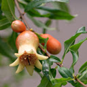 Young pomegranate buds and fruits  screen for extension Chrome web store in OffiDocs Chromium