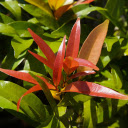 Young red leaves  screen for extension Chrome web store in OffiDocs Chromium