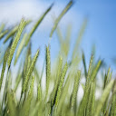 Young Rice Flower  screen for extension Chrome web store in OffiDocs Chromium