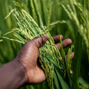 Young rice needs milk  screen for extension Chrome web store in OffiDocs Chromium