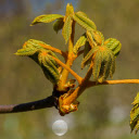 Young shoots in the sun  screen for extension Chrome web store in OffiDocs Chromium