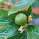 Young tangerines  screen for extension Chrome web store in OffiDocs Chromium