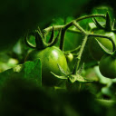 Young tomatoes  screen for extension Chrome web store in OffiDocs Chromium