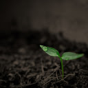 Young tree  screen for extension Chrome web store in OffiDocs Chromium