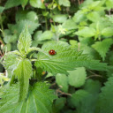 Young tree and beetle  screen for extension Chrome web store in OffiDocs Chromium