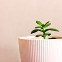 Young tree for table  screen for extension Chrome web store in OffiDocs Chromium