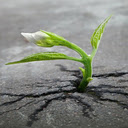 Young tree wallpaper  screen for extension Chrome web store in OffiDocs Chromium