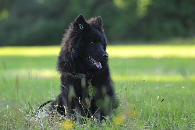 Free download young valiant eurasier dog animal free picture to be edited with GIMP free online image editor