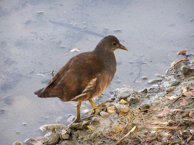 Libreng download Young Vízityúk Waterfowl - libreng larawan o larawan na ie-edit gamit ang GIMP online na editor ng imahe