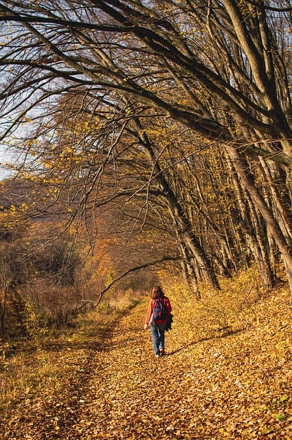 Darmowe zdjęcie młodej kobiety spacerującej po jesiennym lesie do edycji za pomocą bezpłatnego edytora obrazów online GIMP