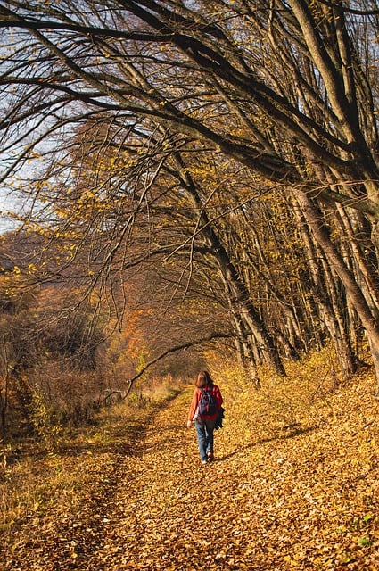 Free download young woman stroll autumn forest free picture to be edited with GIMP free online image editor