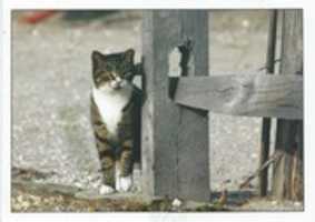 Free download Your Typical Barn Cat Hunting Field Mice. free photo or picture to be edited with GIMP online image editor