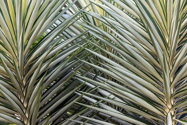 Free download yucca plant desert garden free picture to be edited with GIMP free online image editor