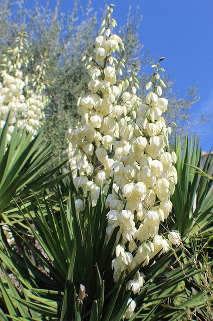تنزيل Yuka Flowers White مجانًا - صورة مجانية أو صورة ليتم تحريرها باستخدام محرر الصور عبر الإنترنت GIMP
