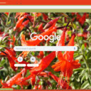 Zauschneria  screen for extension Chrome web store in OffiDocs Chromium
