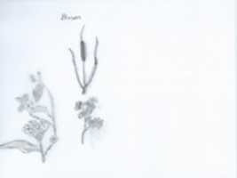 Free download Z - Binsen free photo or picture to be edited with GIMP online image editor