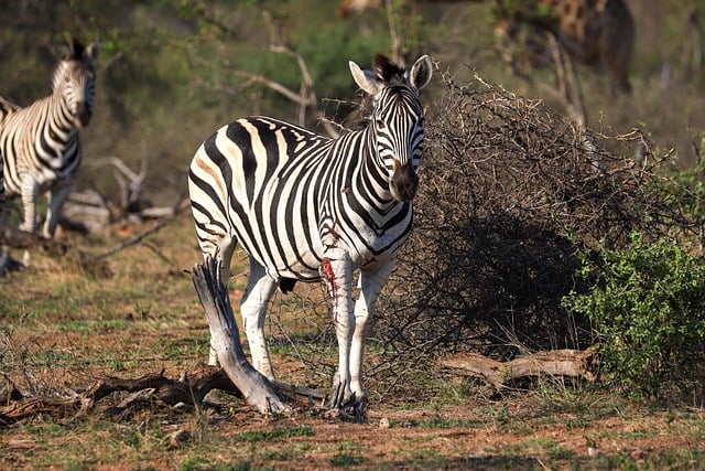 Free download zebra africa injury nature free picture to be edited with GIMP free online image editor