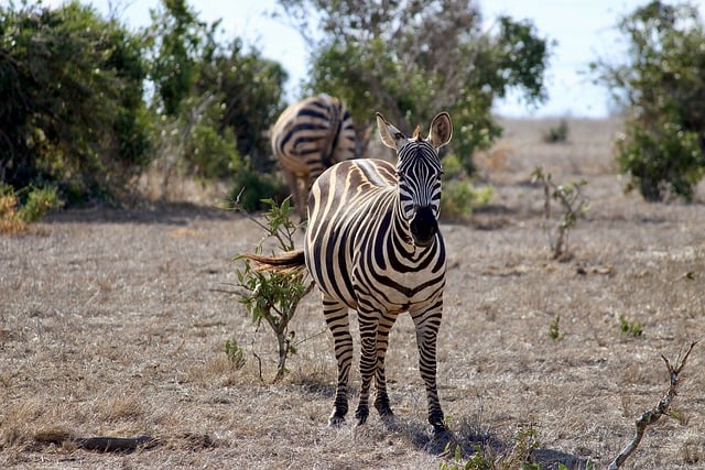 Free download zebra africa steppe wilderness free picture to be edited with GIMP free online image editor
