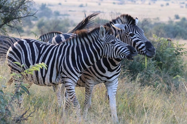 Free download zebra africa stripes wildlife free picture to be edited with GIMP free online image editor